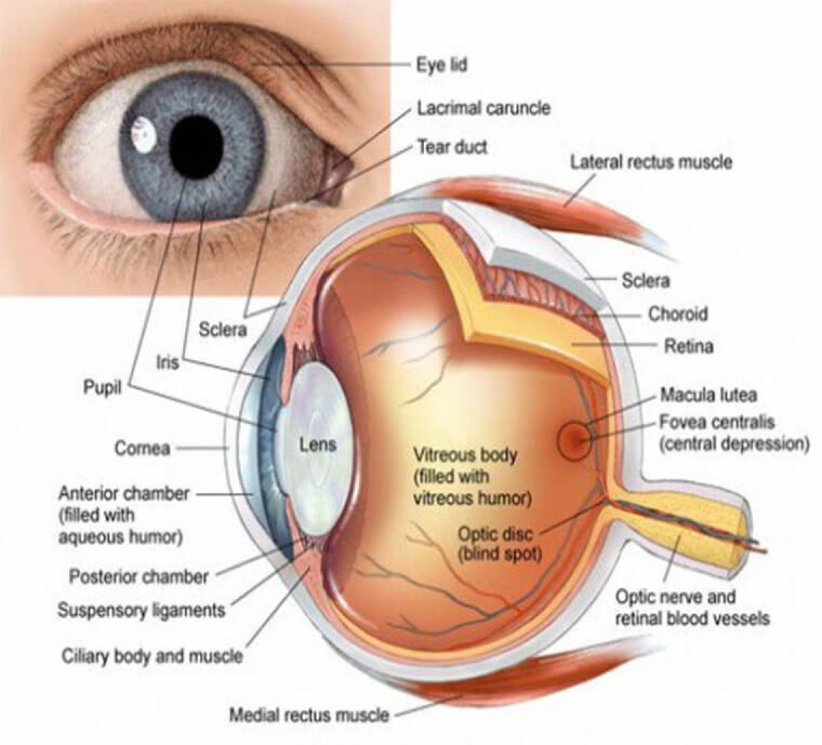 Symptoms and Treatment for Uveitis
