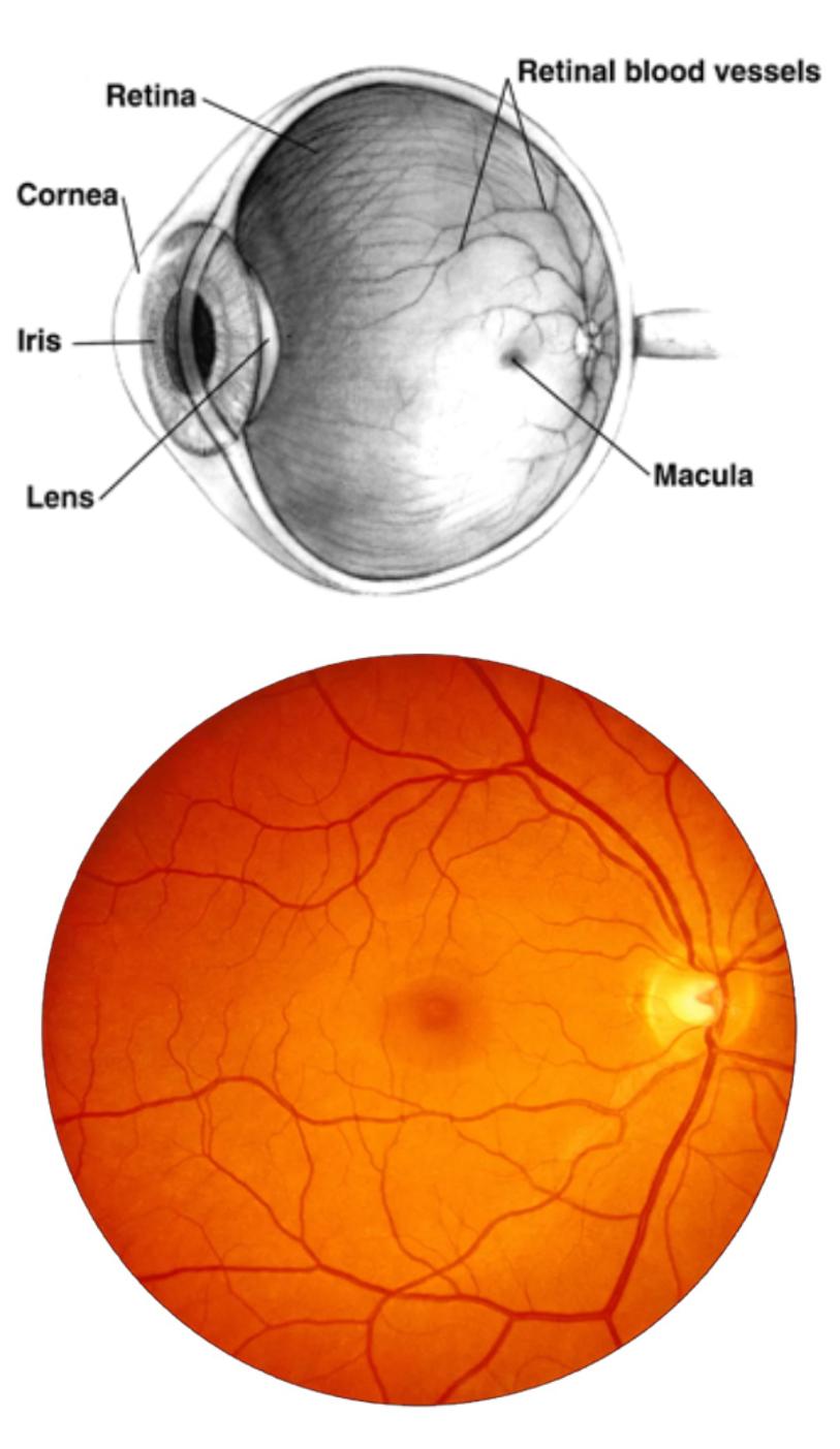 retinal-care